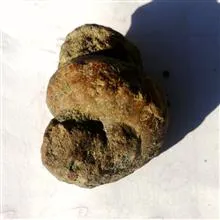 فسیل
