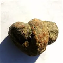 فسیل