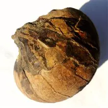 فسیل