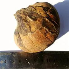 فسیل
