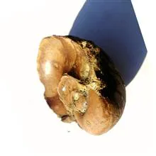 فسیل