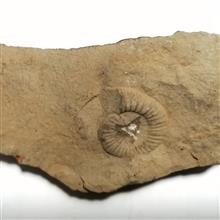 فسیل