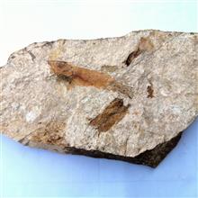 فسیل