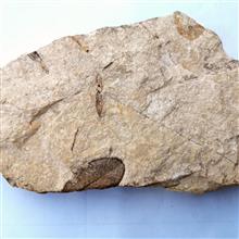 فسیل