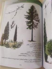 درختان