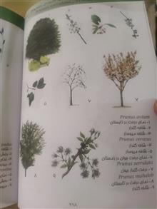 درختان
