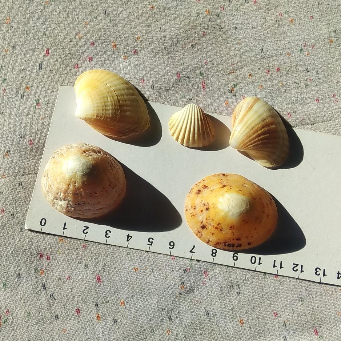 صدف دریای مدیترانه