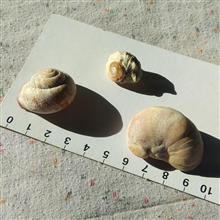 صدف