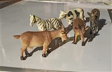 فیگور