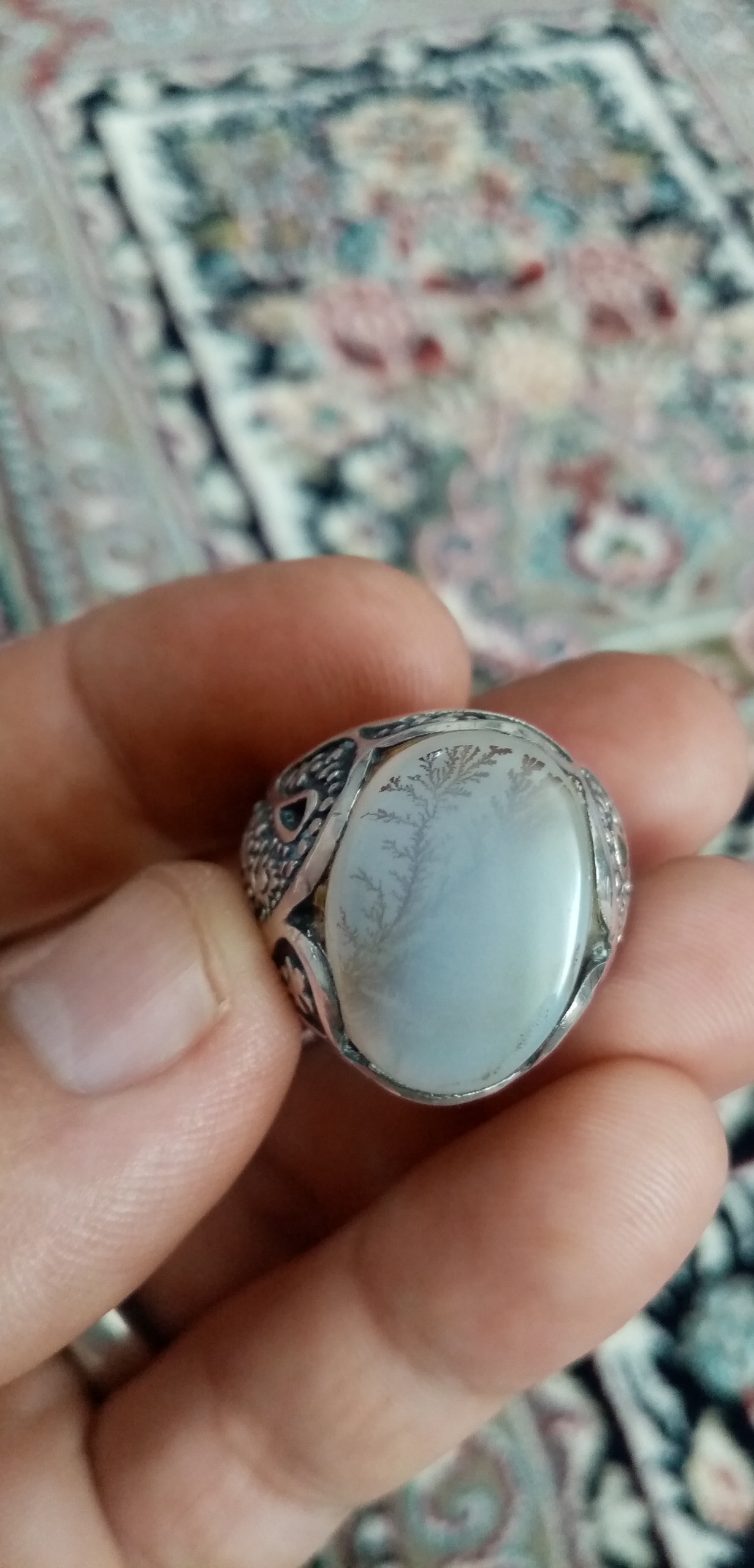 شجر قاین درجه یک