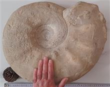 فسیل