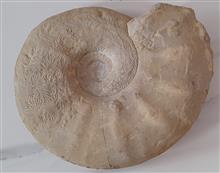 فسیل