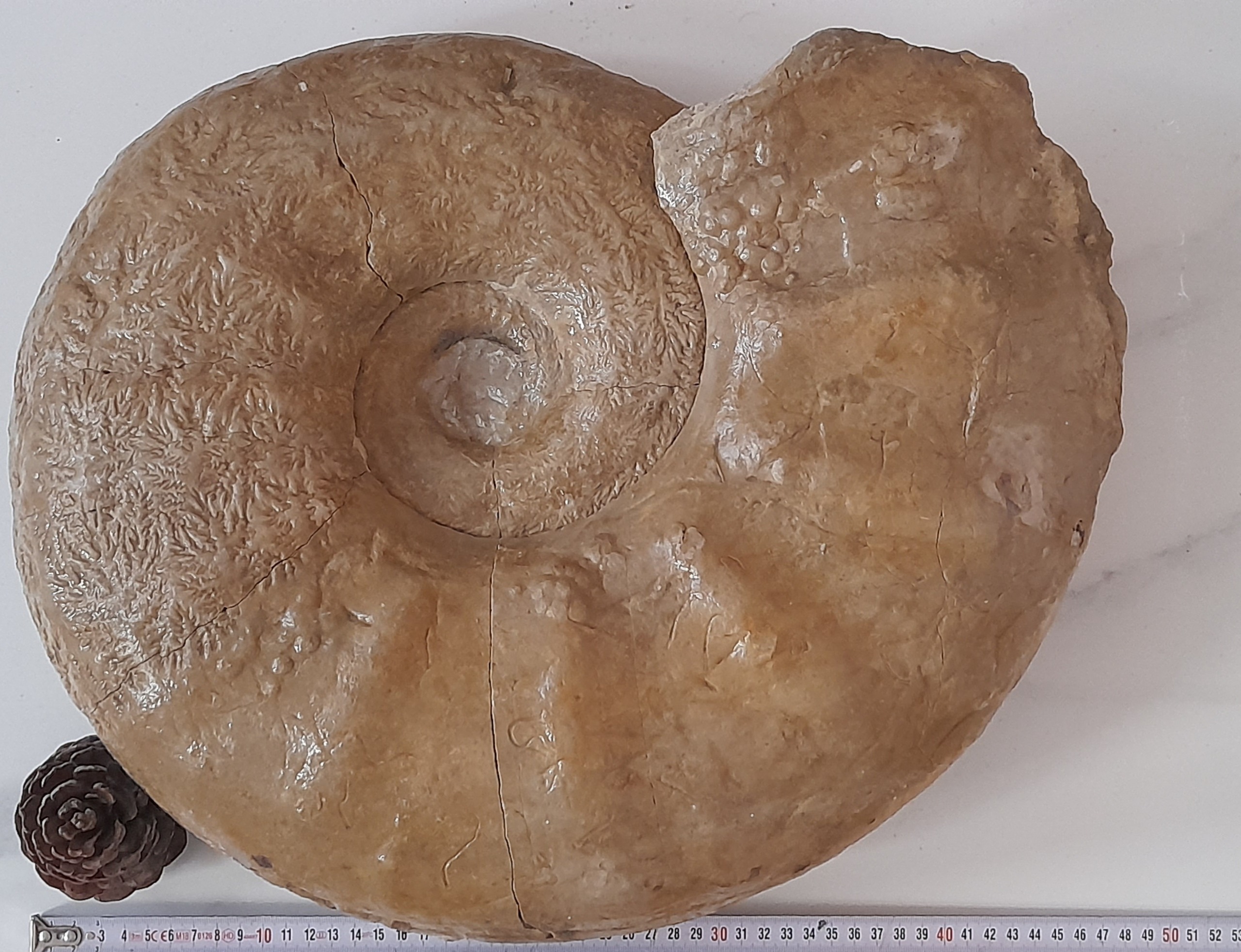 فسیل آمونیت بزرگ سایز 48cm