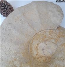 فسیل