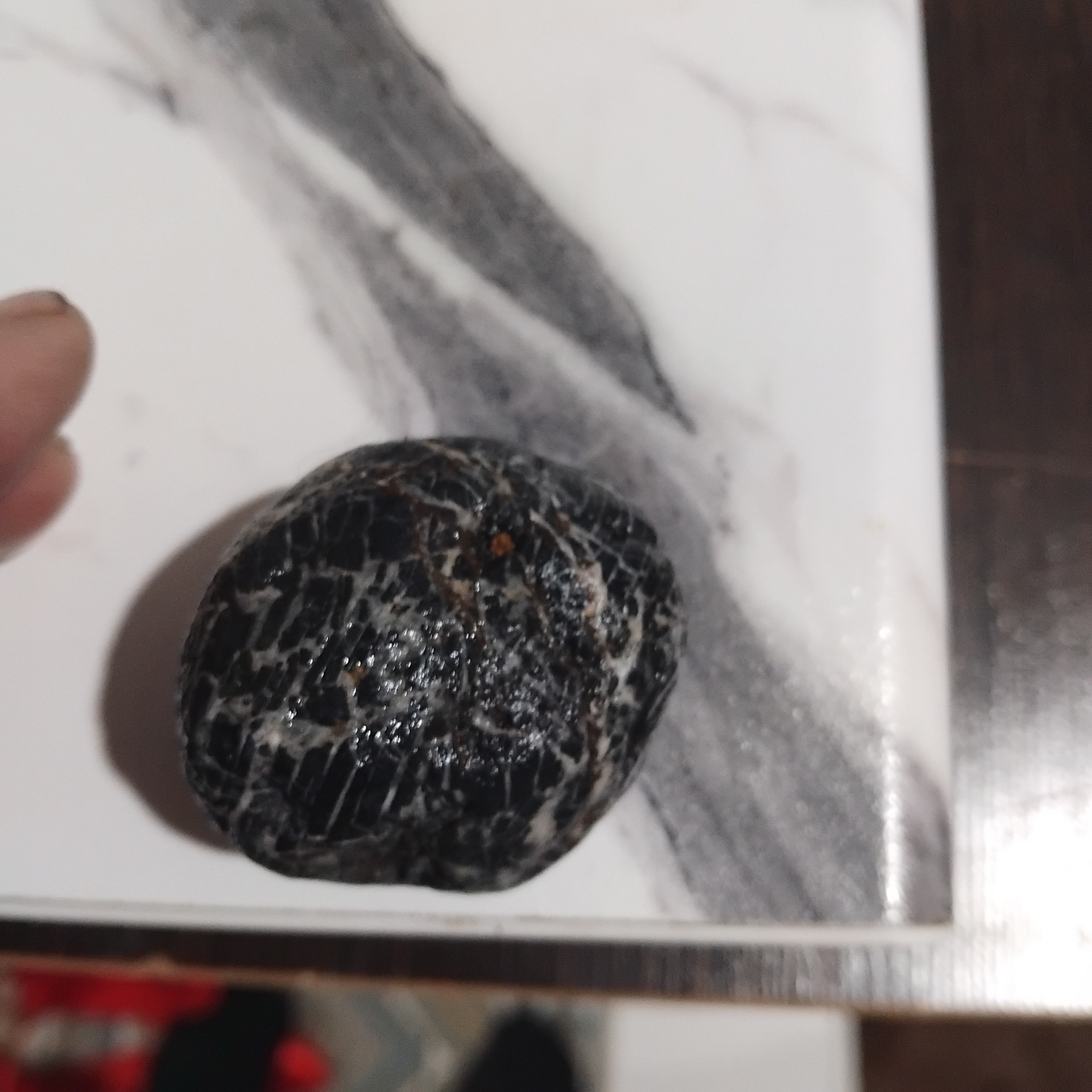 تکپی زیبای راف بیضی