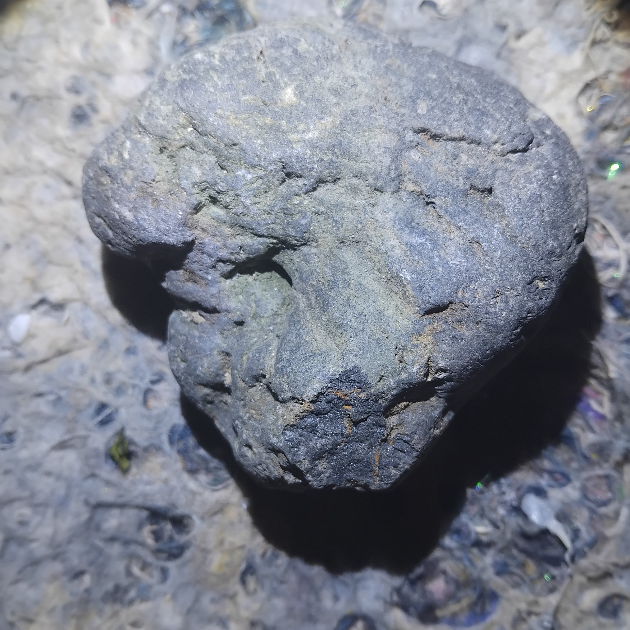 شبق یا ال سیاه زیبا