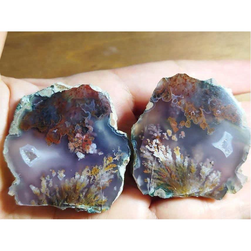 دو عدد اسلایس شجر فوق کلکسیونی