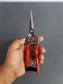 ست