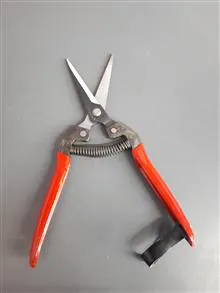 ست
