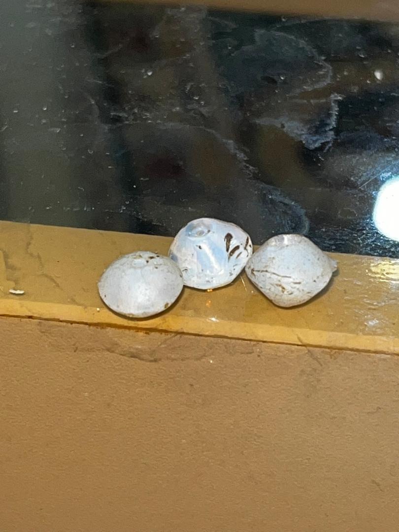 مهرهای کهنه ساسانی تراش