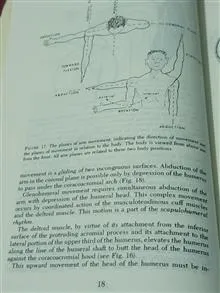 shoulder
