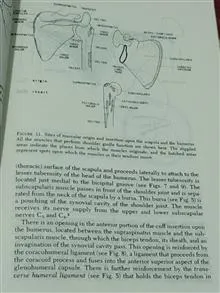 shoulder