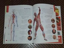 بدن