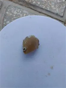 سنگ