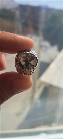شجررکاب