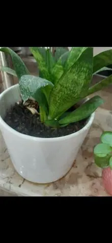 گل