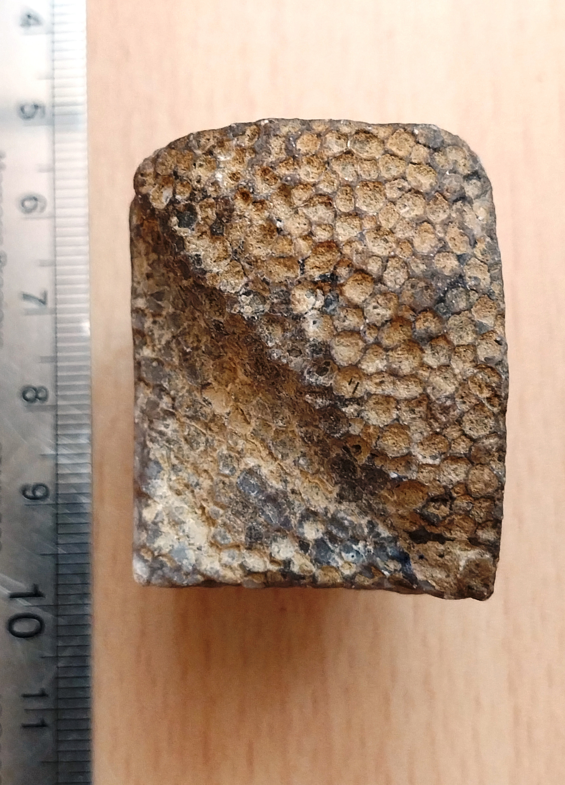 فسیل کلونی مرجان با دیواره طولی و عرضی