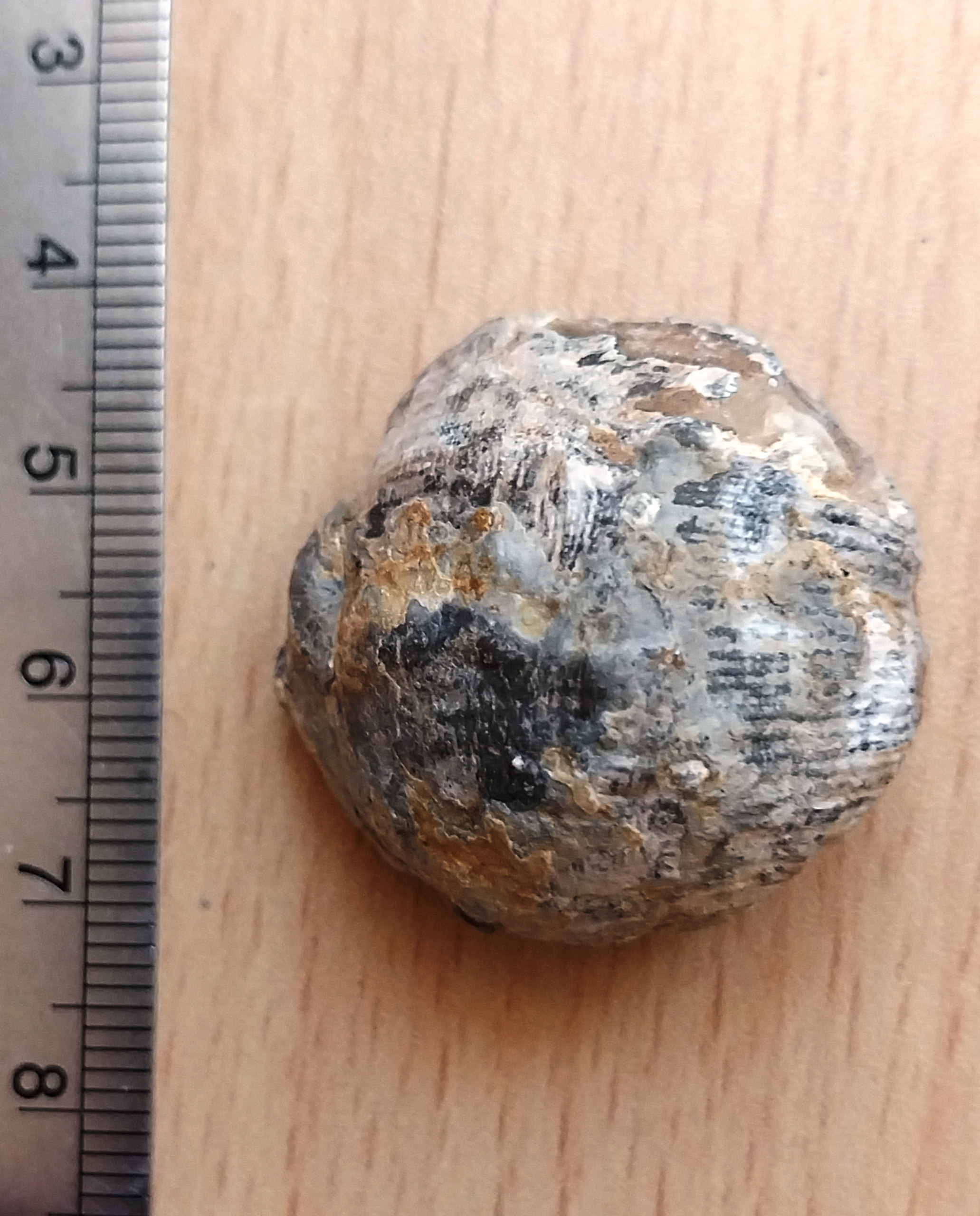 فسیل براکیوپود (پرودوکتوس)