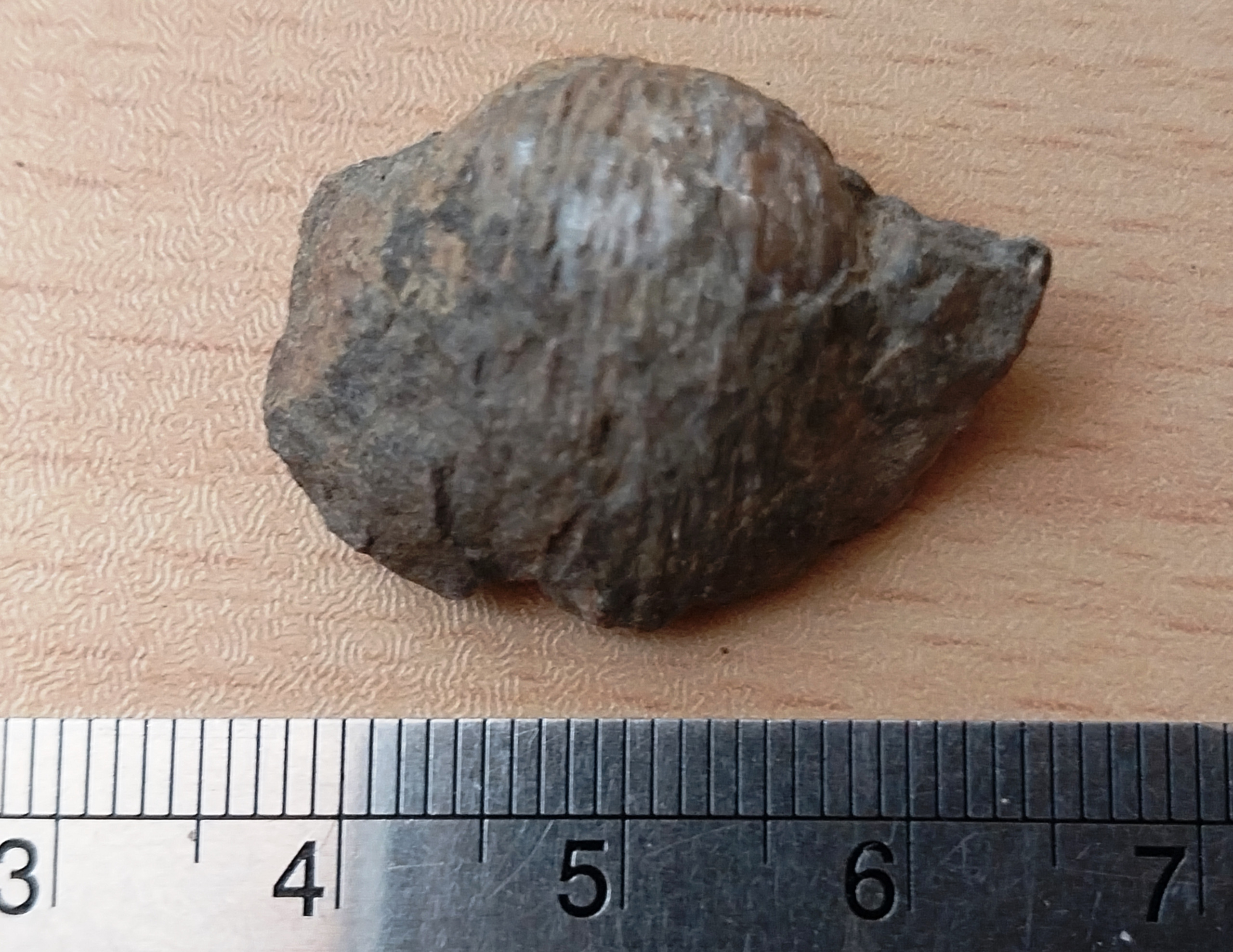 فسیل براکیوپود (پرودوکتوس)