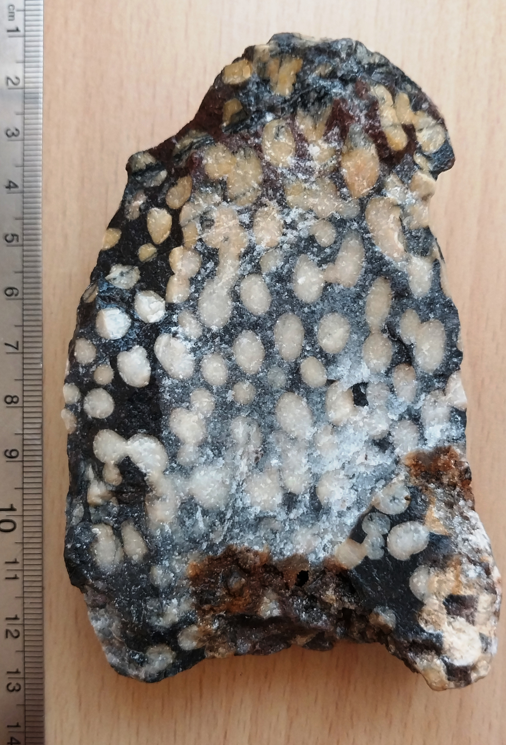 فسیل کلونی مرجان داخل سنگ