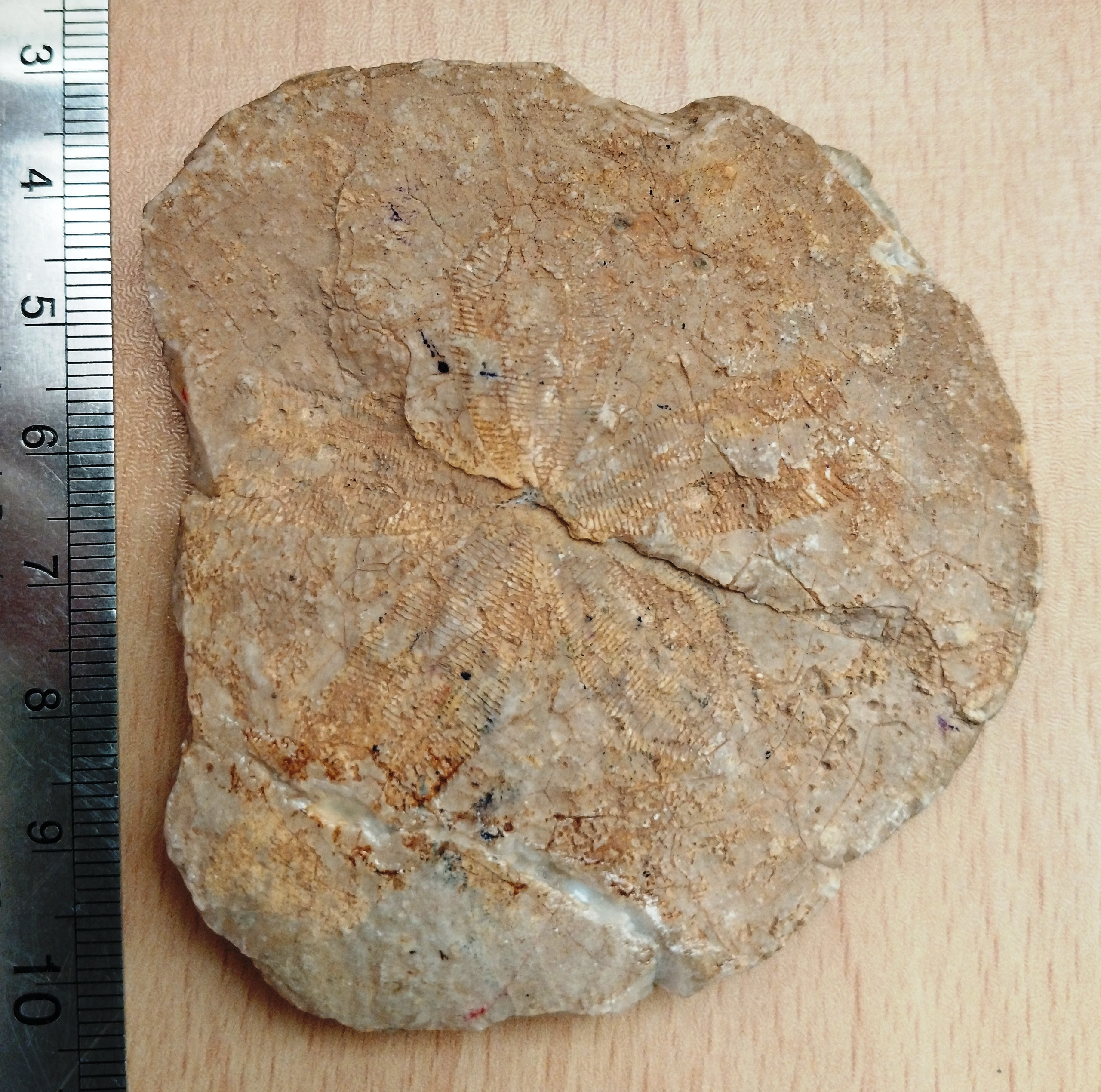 فسیل خارپوست (کلی پیاستر)