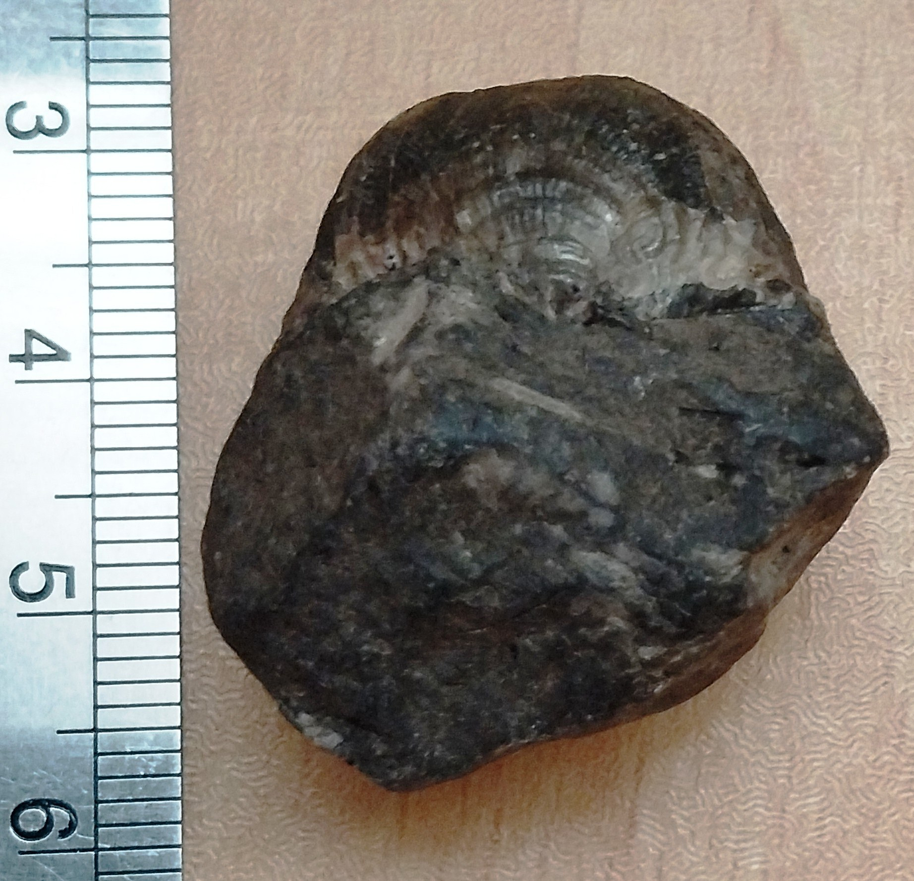 فسیل براکیوپود (پرودوکتوس) تمیز