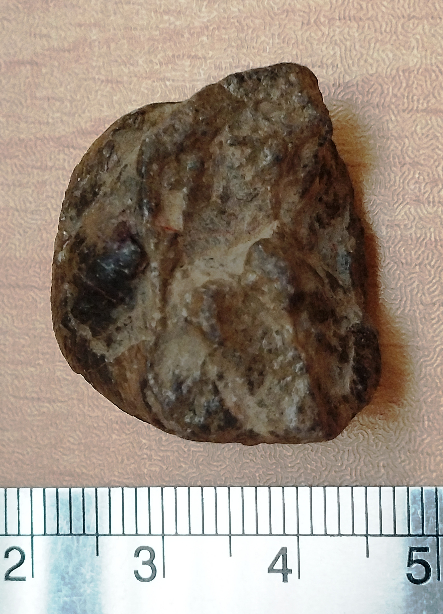 فسیل براکیوپود (پرودوکتوس) تمیز