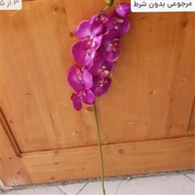 ارکیده