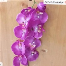 ارکیده