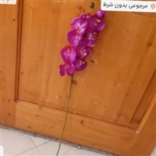 ارکیده