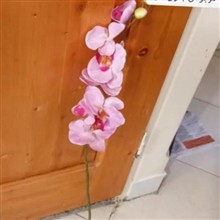 ارکیده