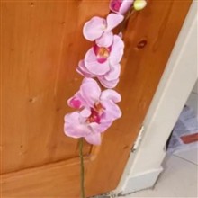 ارکیده