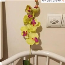 ارکیده