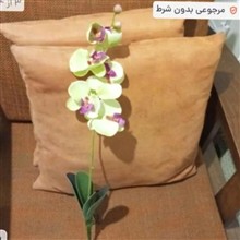 ارکیده