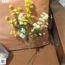 شکوفه