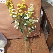 شکوفه