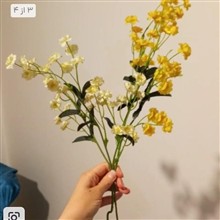 شکوفه