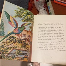 طوطی