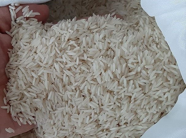 برنج شیرودی بابلسر