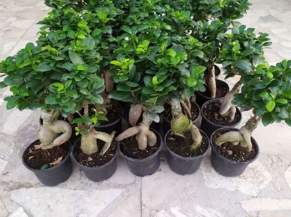 گیاه بونسای جنسینگ